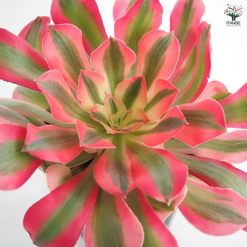 アエオニウム ハンゲ 【多肉植物 3～3.5号】｜ 【植物のITANSE