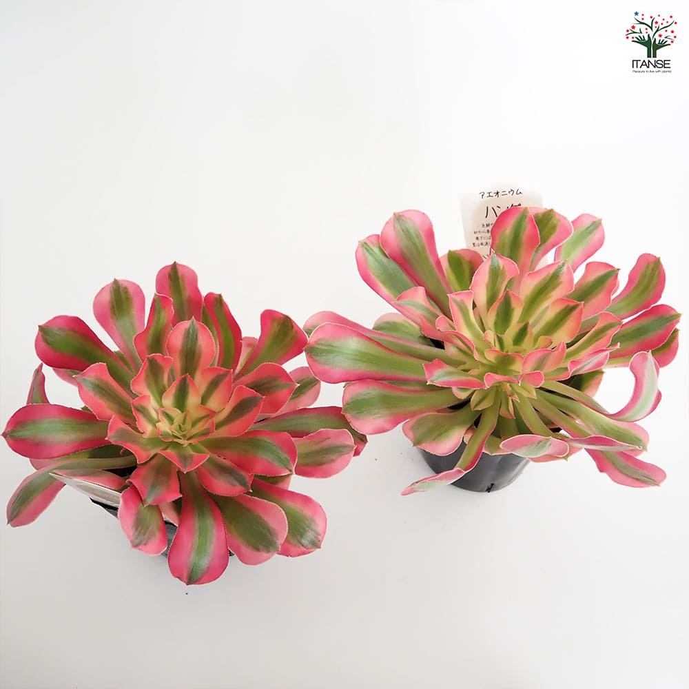 アエオニウム ハンゲ 【多肉植物 3～3.5号】｜ 【植物のITANSE