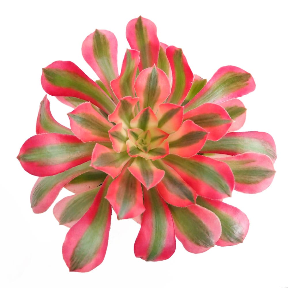 アエオニウム｜【植物のITANSE】全品送料無料・即出荷!