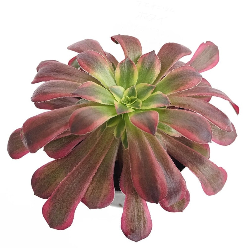 アエオニウム リバーストーン 【多肉植物 3号】｜ 【植物の