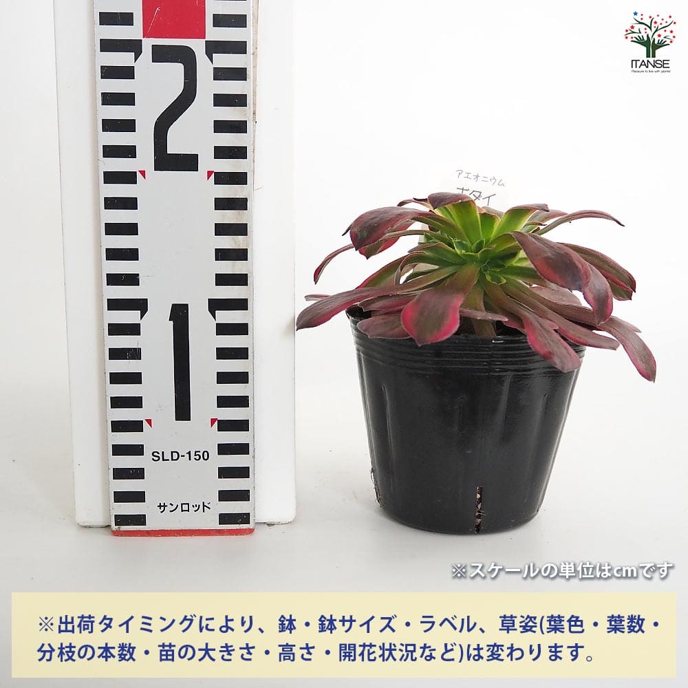 アエオニウム ボダイ 【多肉植物 3～3.5号】｜ 【植物のITANSE