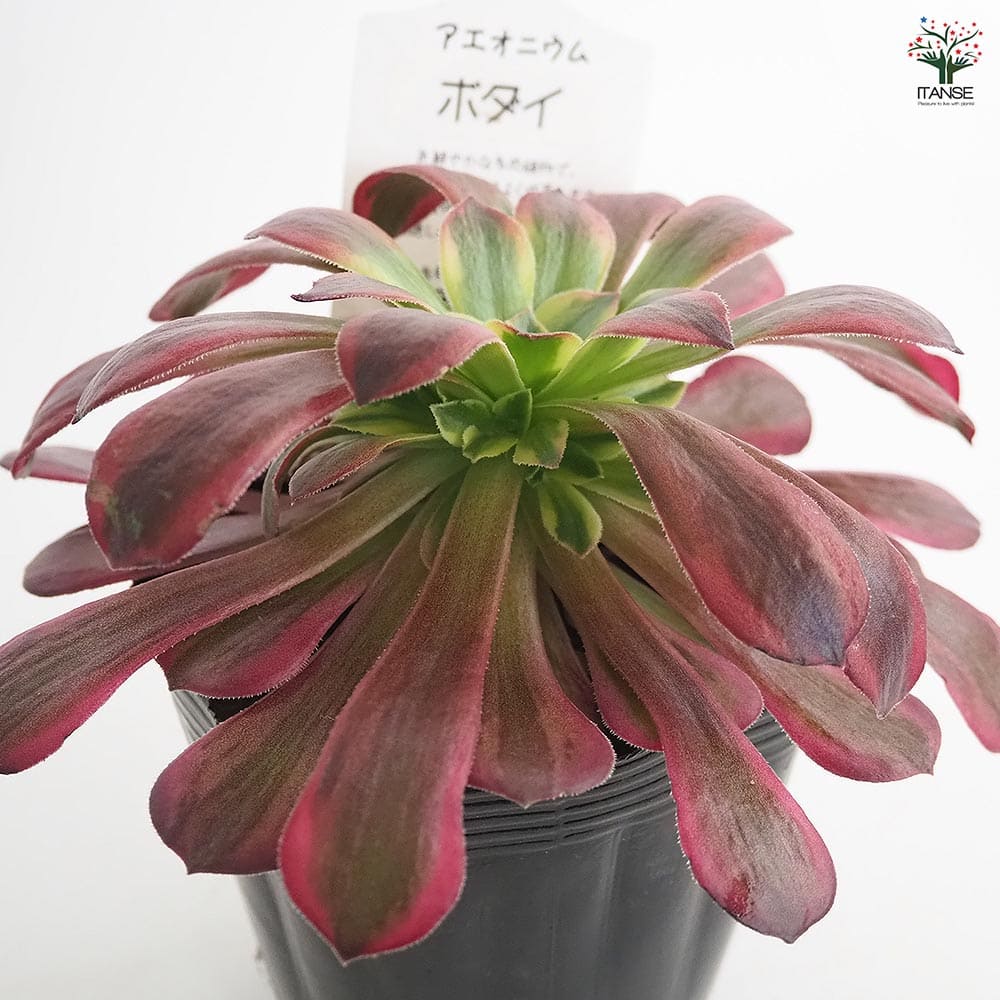 アエオニウム 韓国苗 オクス 多肉植物 ポコ多肉 【公式通販】