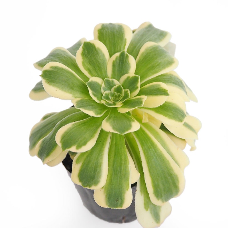 アエオニウム｜【植物のITANSE】全品送料無料・即出荷!