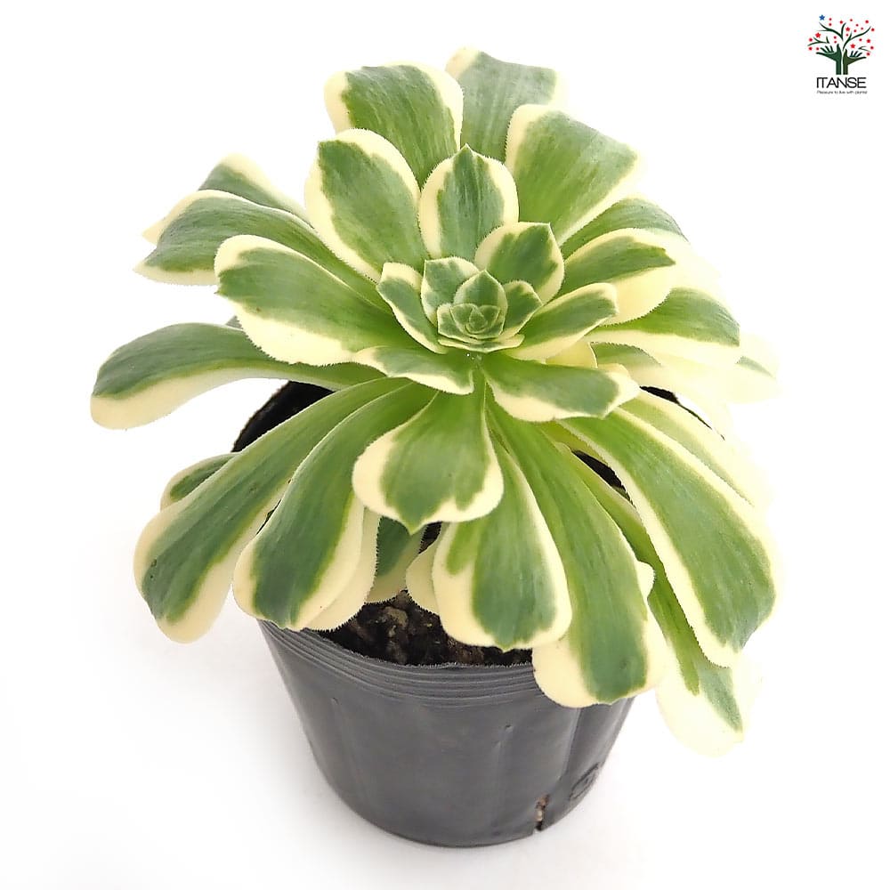 アエオニウム マイバッハ 【多肉植物 3～3.5号】｜ 【植物の