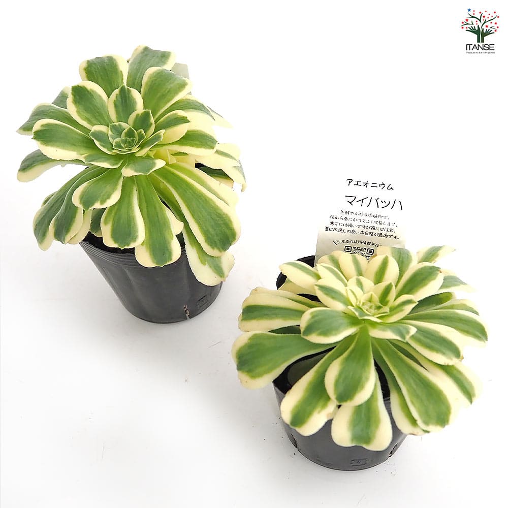 アエオニウム マイバッハ 【多肉植物 3～3.5号】｜ 【植物の