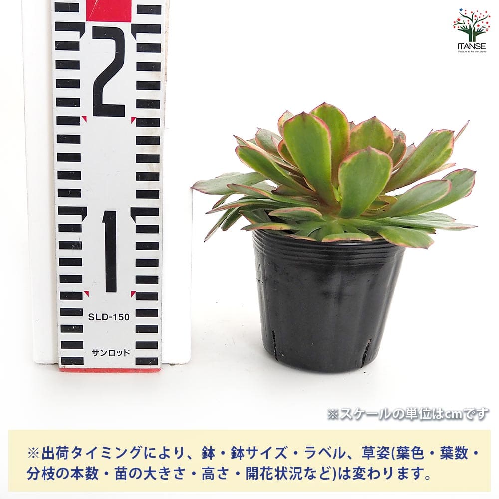 アエオニウム アンナ錦 【多肉植物 3～3.5号】｜ 【植物のITANSE