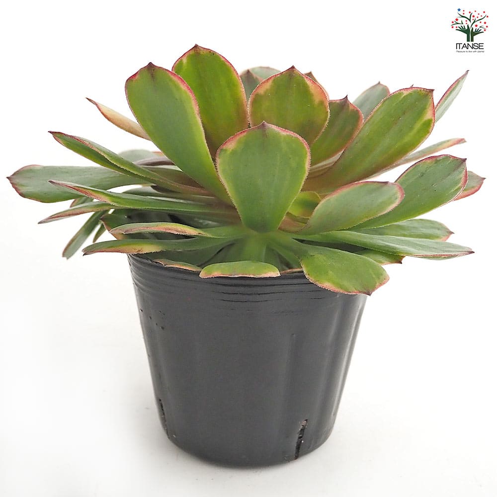 アエオニウム アンナ錦 【多肉植物 3～3.5号】｜ 【植物のITANSE