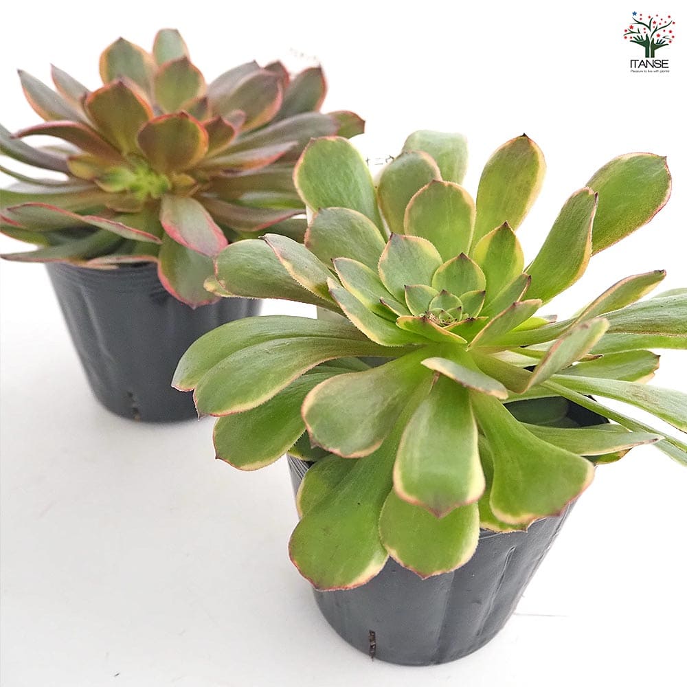 アエオニウム アンナ錦 【多肉植物 3～3.5号】｜ 【植物のITANSE