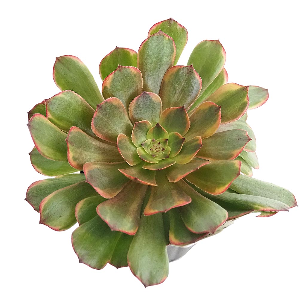 アエオニウム｜【植物のITANSE】全品送料無料・即出荷!