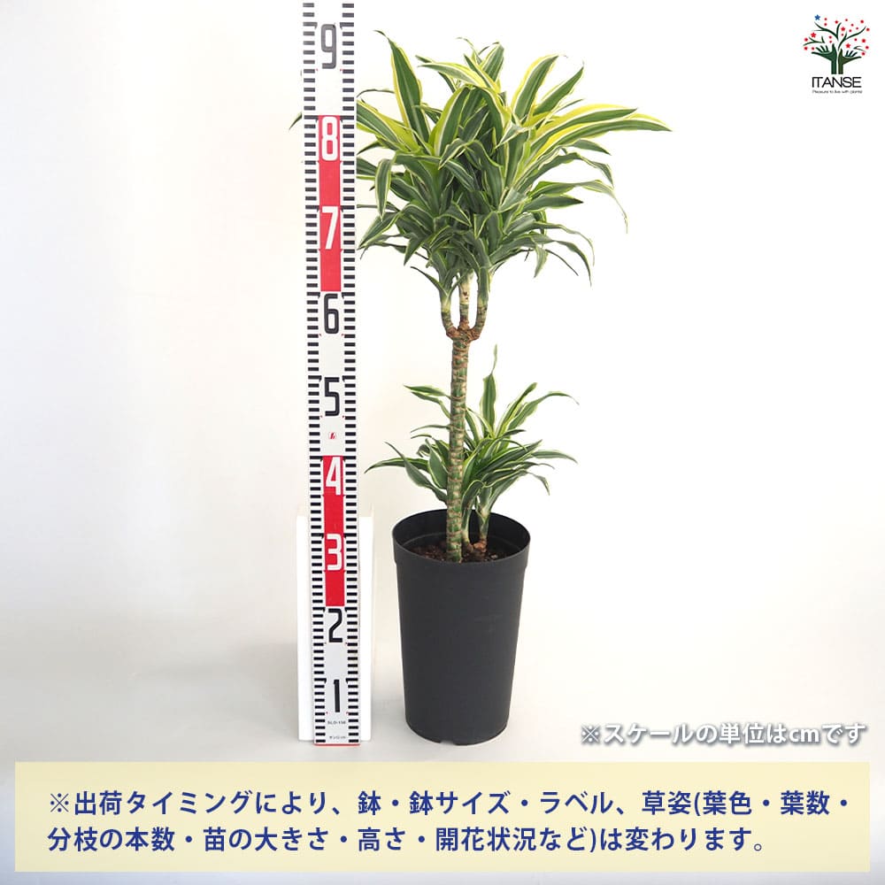 ドラセナ サプライズ 【観葉植物 7号／1個売り】｜ 【植物の