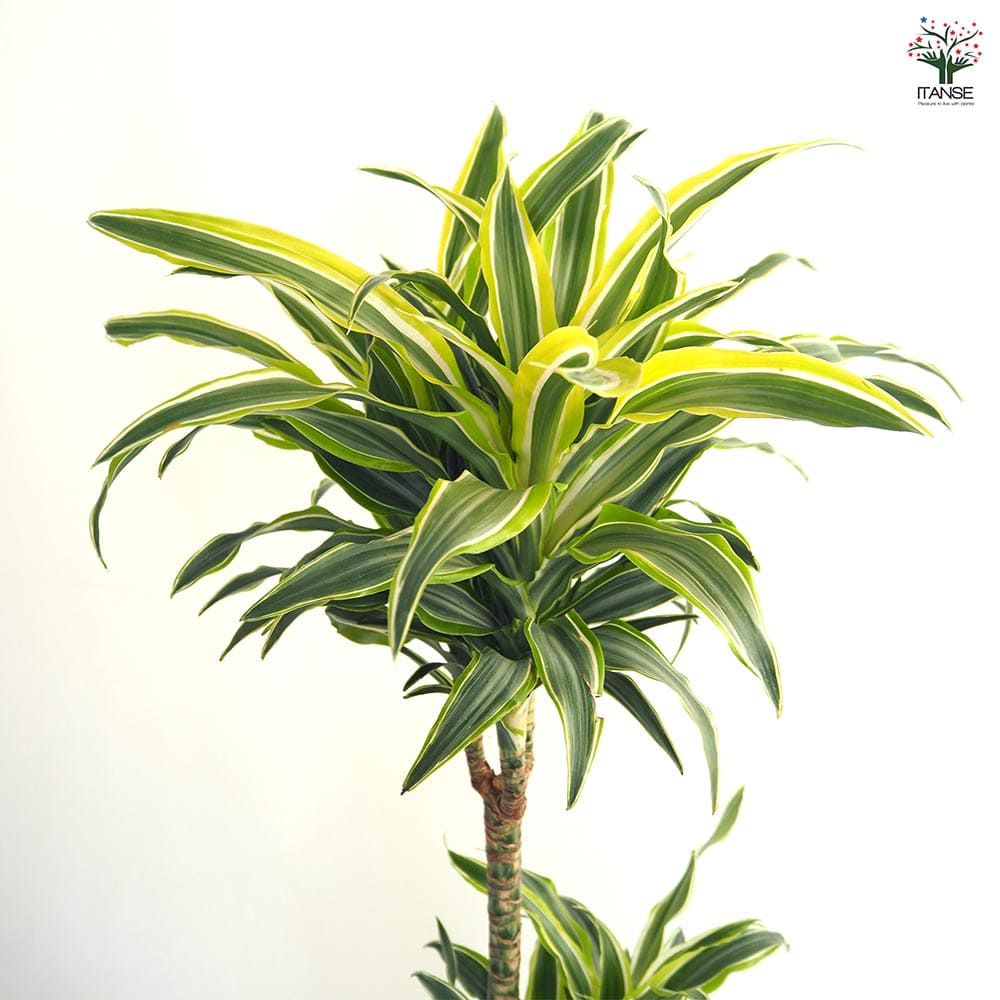 ドラセナ サプライズ 【観葉植物 7号／1個売り】｜ 【植物の