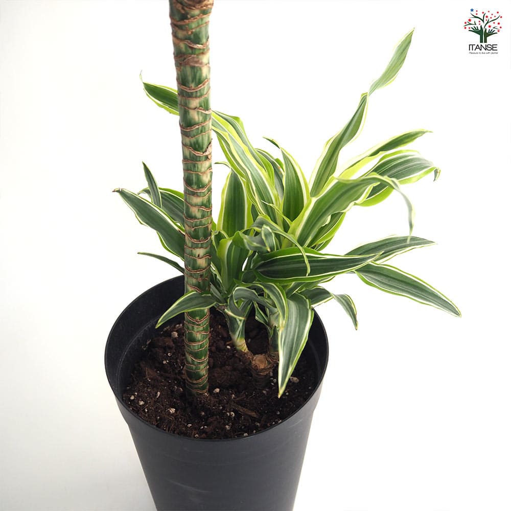 ドラセナ サプライズ 【観葉植物 7号／1個売り】｜ 【植物の