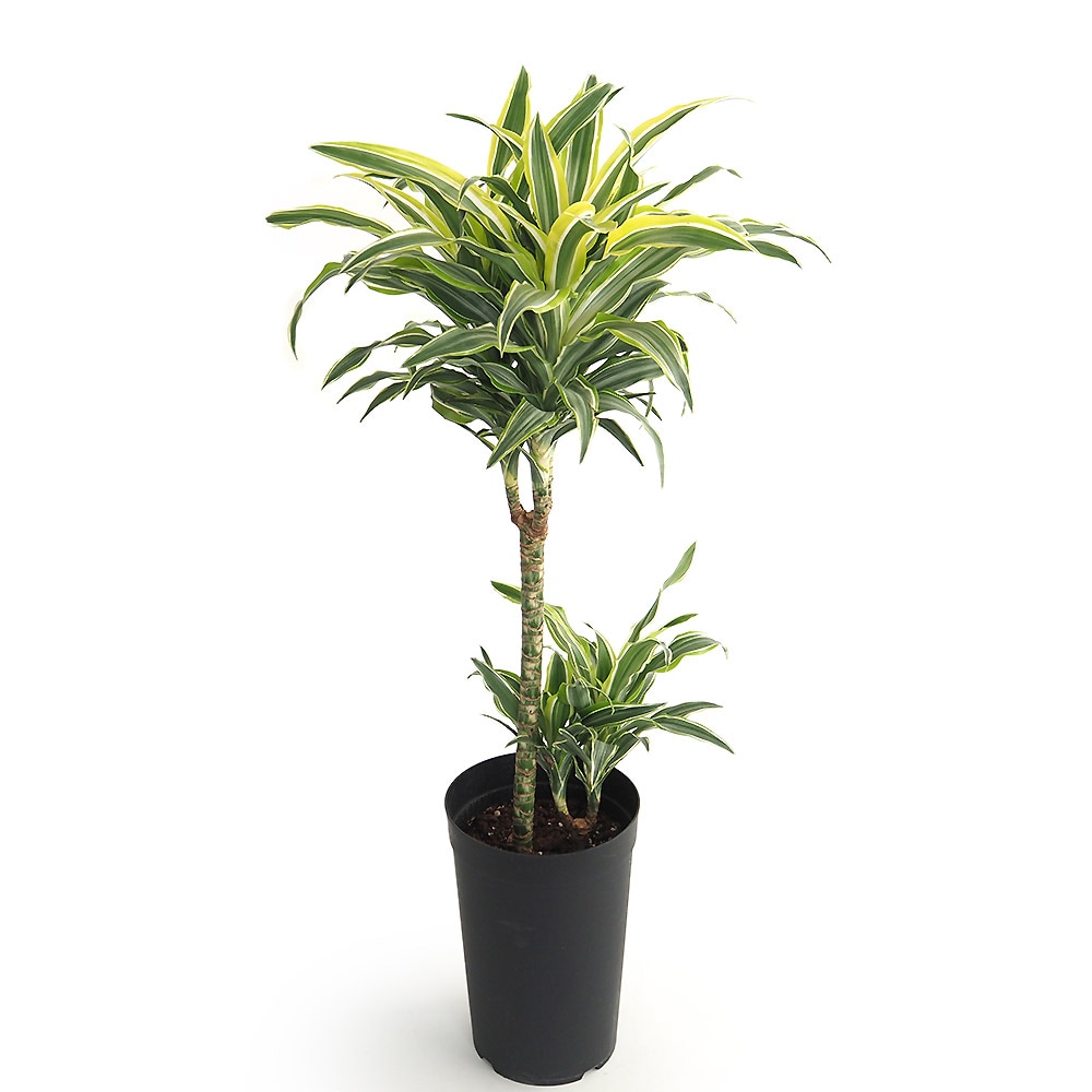 ドラセナ サプライズ 【観葉植物 7号／1個売り】｜ 【植物の