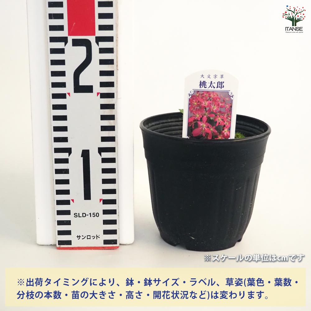 大文字草(ダイモンジソウ) 桃太郎 【花苗 4.5号／1個売り】｜ 【植物の