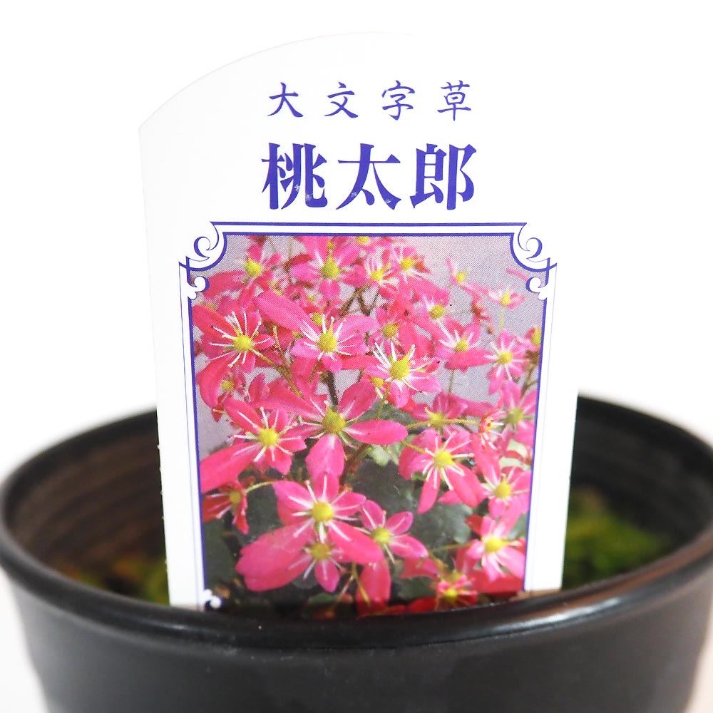 大文字草(ダイモンジソウ) 桃太郎 【花苗 4.5号／1個売り】