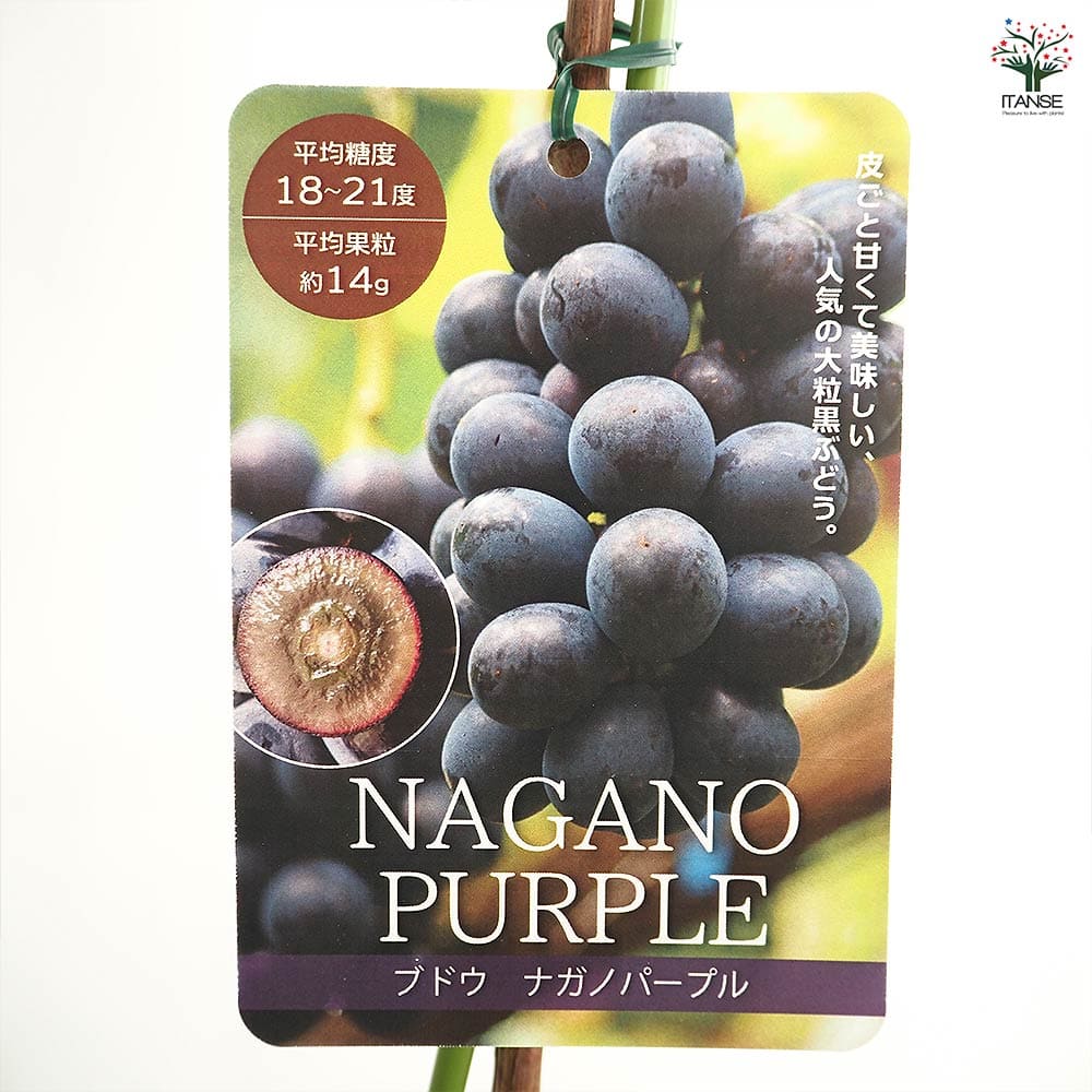 ぶどうの苗 ナガノパープル 【果樹の苗木 4号／1個売り】｜ 【植物の