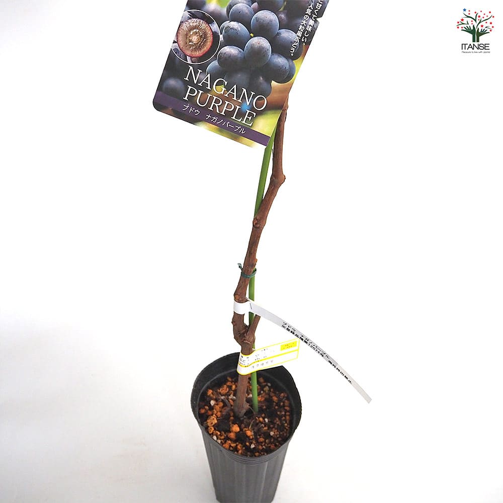 ぶどうの苗 ナガノパープル 【果樹の苗木 4号／1個売り】｜ 【植物の