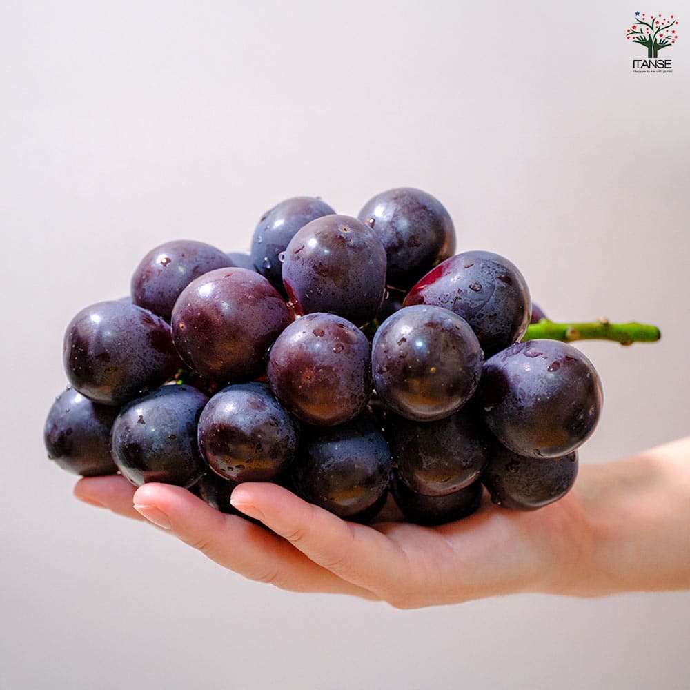 ぶどうの苗 ナガノパープル 【果樹の苗木 4号／1個売り】｜ 【植物の