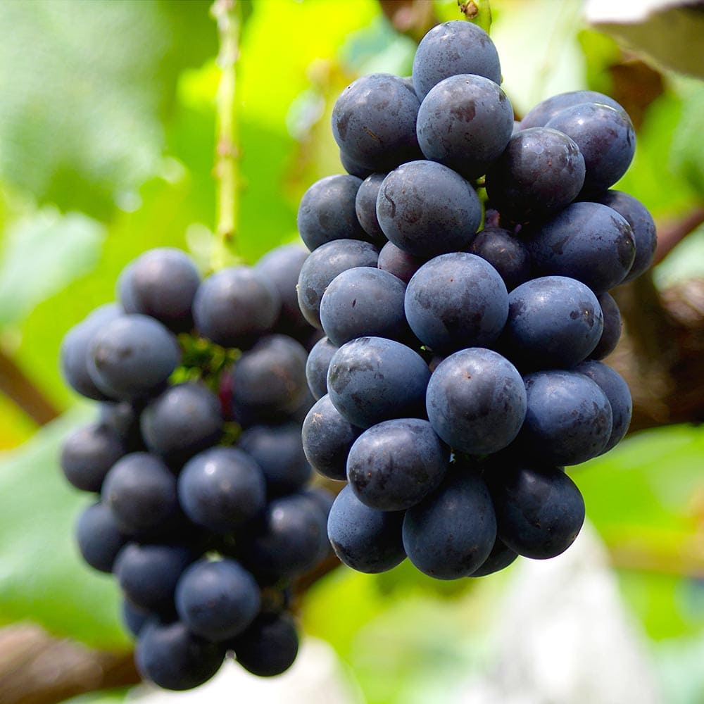 ぶどうの苗 ナガノパープル 【果樹の苗木 4号／1個売り】