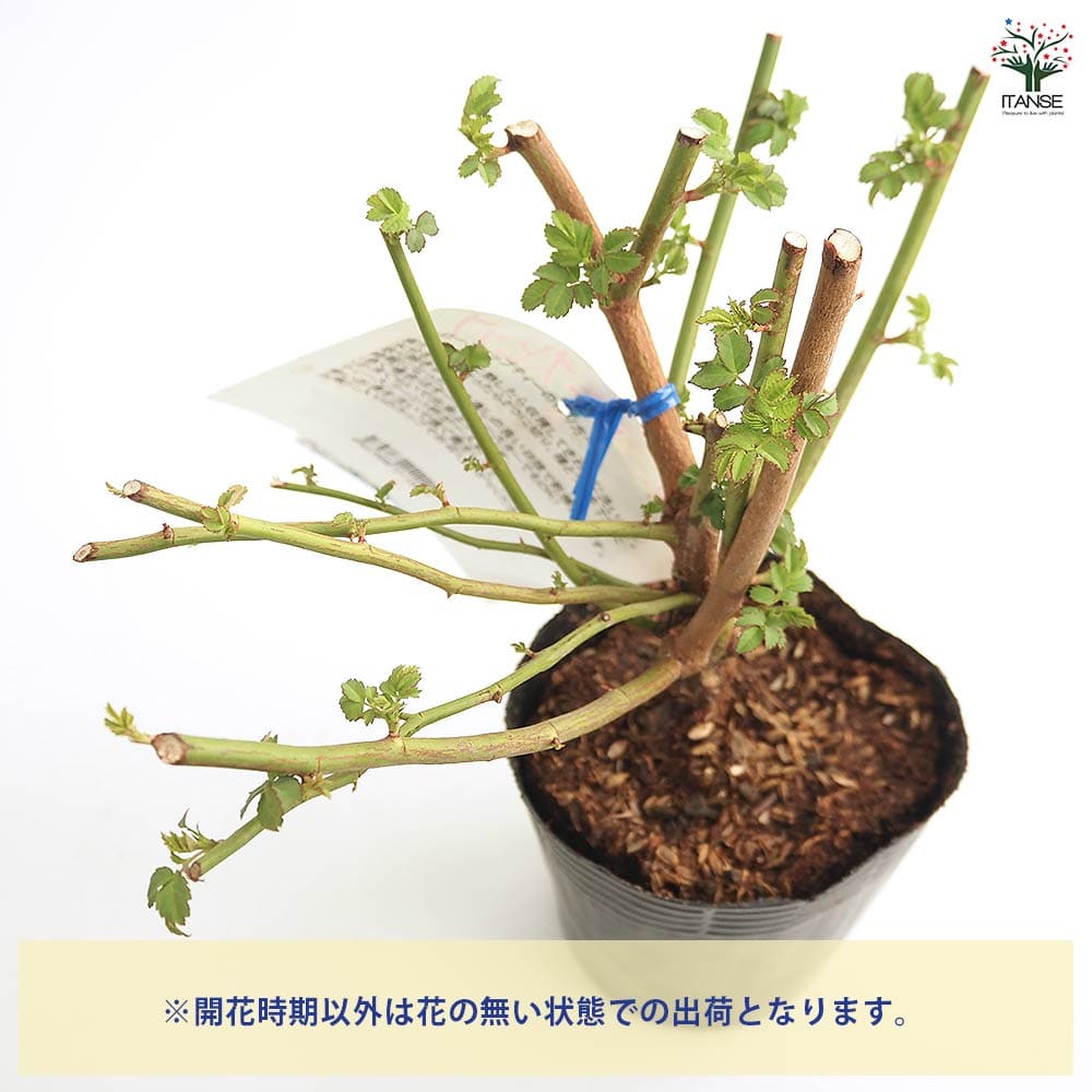 薔薇 ロサムルティフローラ 【花木苗 4号／1個売り】｜ 【植物の