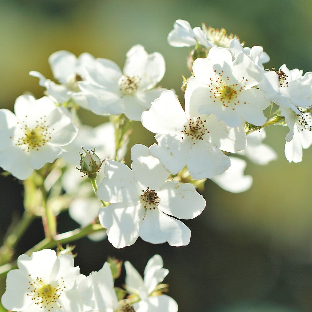 薔薇 ロサムルティフローラ 【花木苗 4号／1個売り】