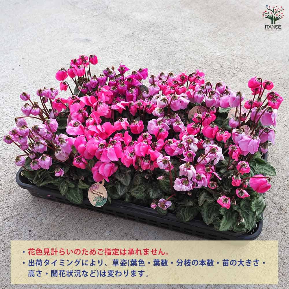 シクラメン ウィンターベル色見計らい2個～ 【花苗 3号】｜ 【植物の