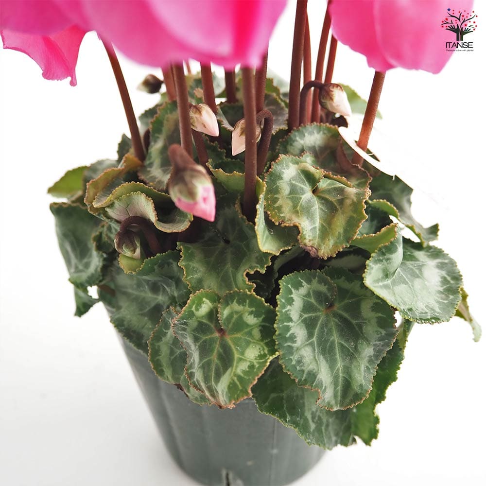 シクラメン ウィンターベル色見計らい2個～ 【花苗 3号】｜ 【植物の