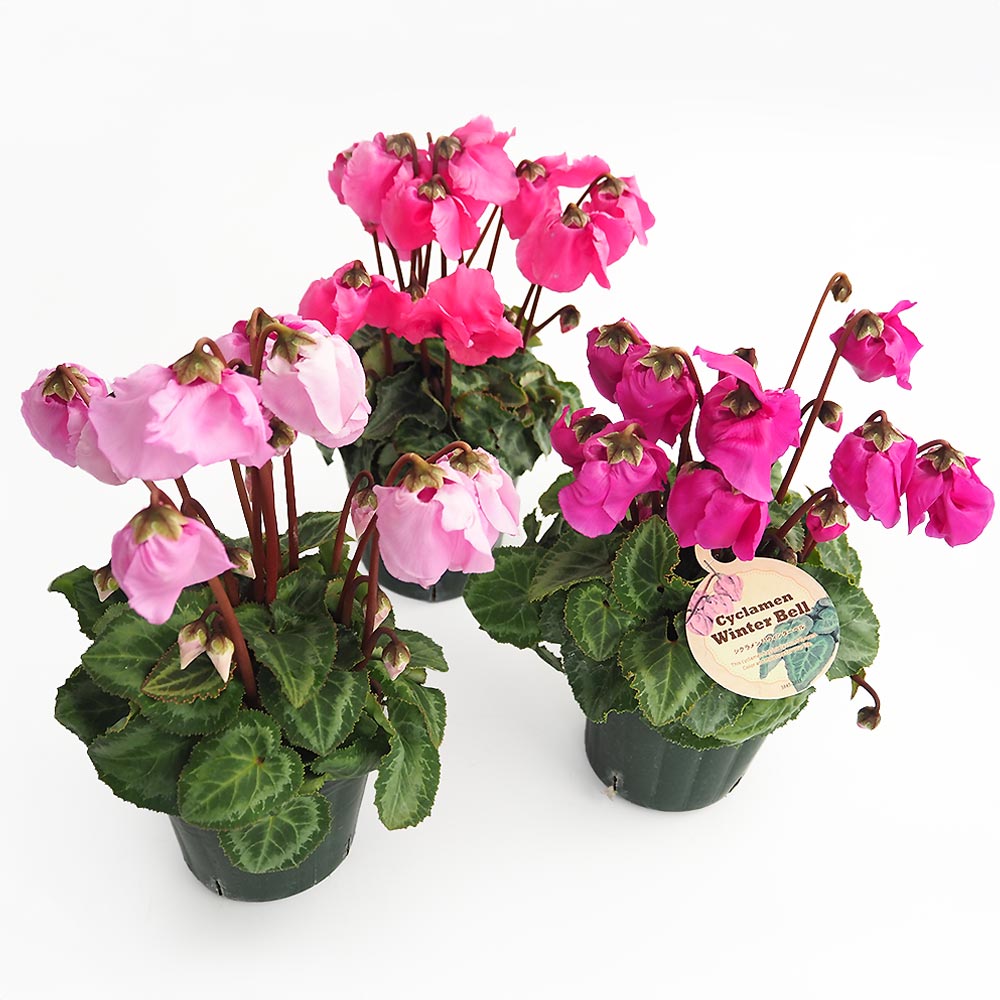 シクラメン ウィンターベル色見計らい2個～ 【花苗 3号】