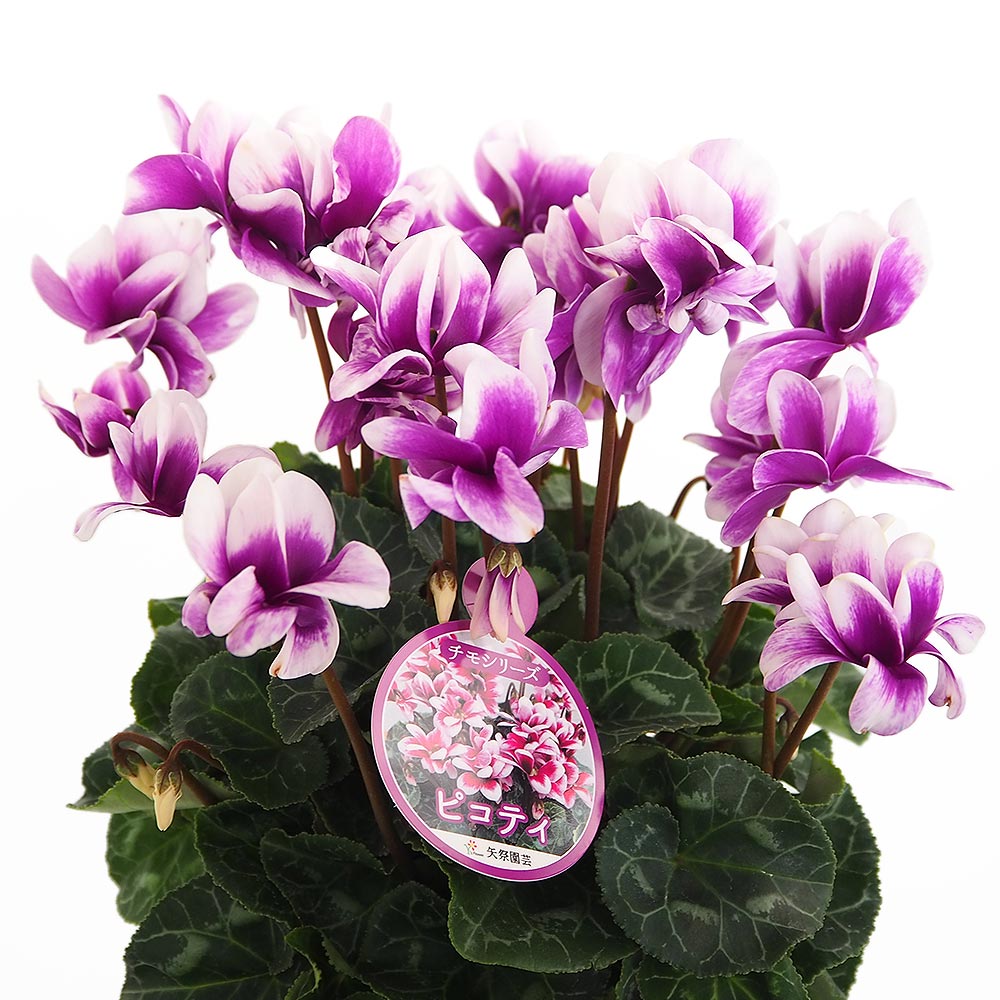 シクラメン チモ ピコティ 【花苗 4号／1個売り】