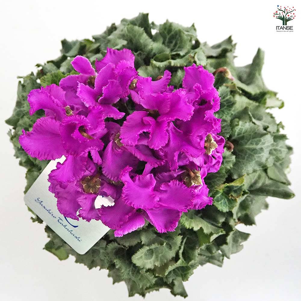 天上の花 シクラメン 天空 【花苗 5号／1個売り】｜ 【植物のITANSE】全品