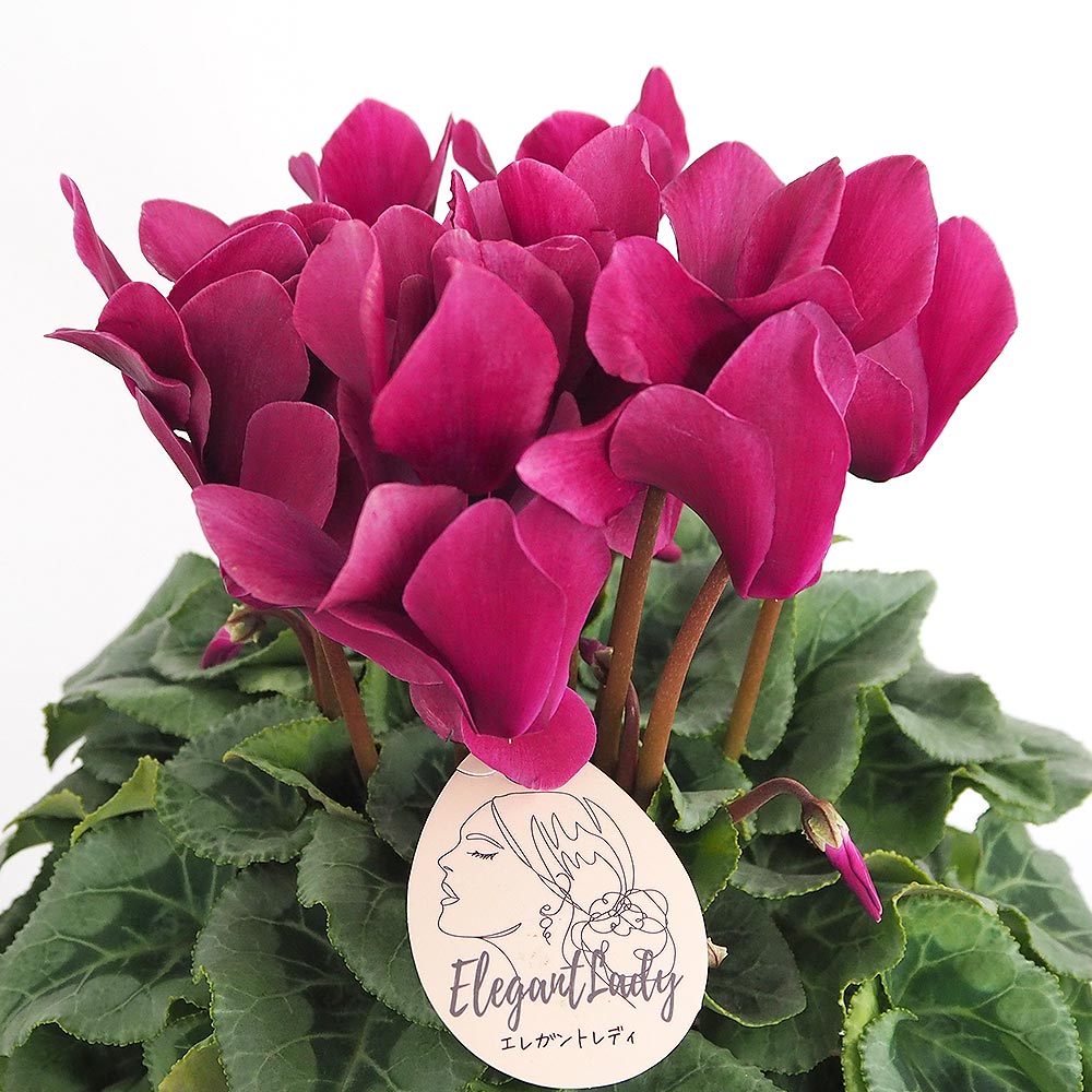 シクラメン エレガントレディースタンダード 【花苗 5号／1個売り】