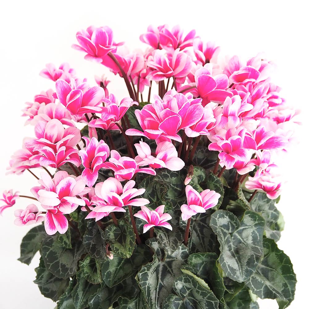 シクラメン メルシー 【花苗 5号／1個売り】