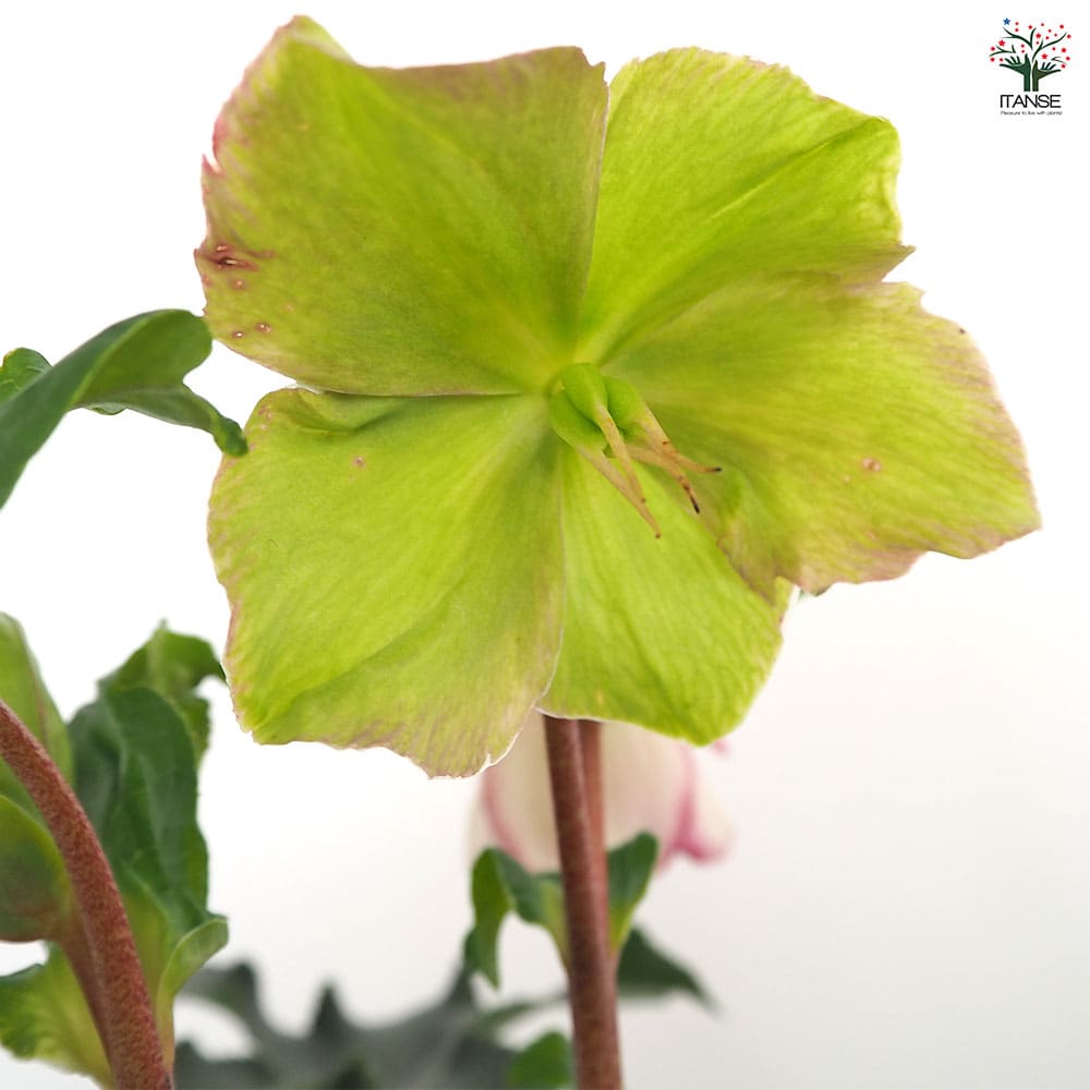 クリスマスローズ 氷の薔薇ピコティ 【花苗 5号／1個売り】｜ 【植物の