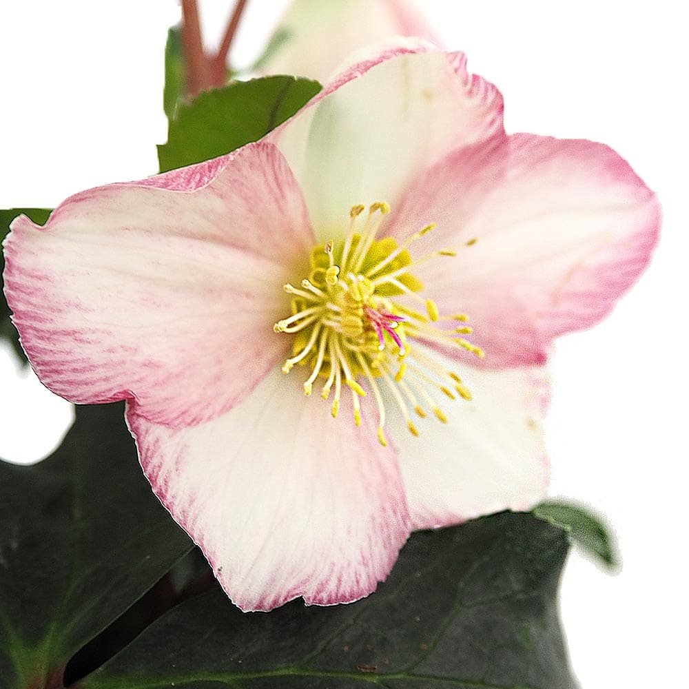 クリスマスローズ 氷の薔薇ピコティ 【花苗 5号／1個売り】