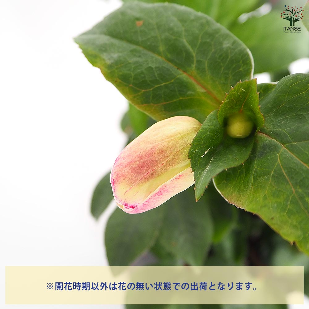 クリスマスローズ 氷の薔薇ロサード 【花苗 5号／1個売り】｜ 【植物の