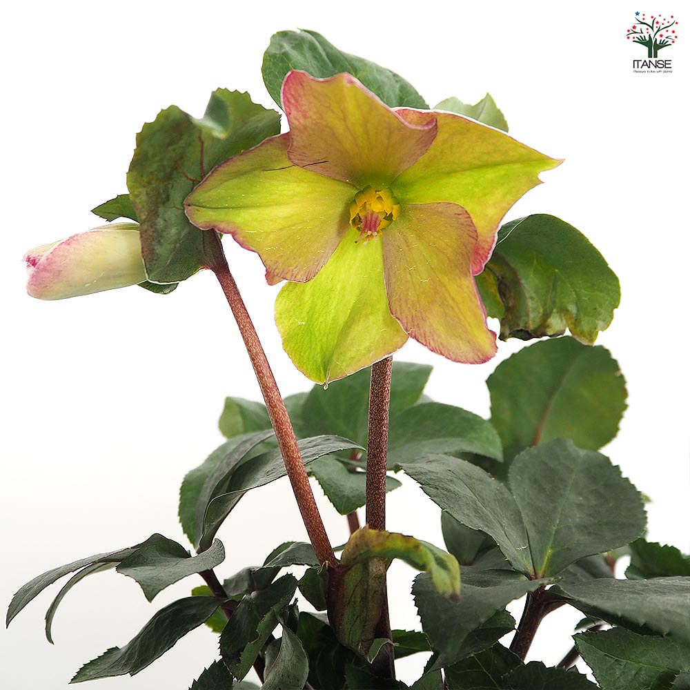 クリスマスローズ 氷の薔薇ロサード 【花苗 5号／1個売り】｜ 【植物の