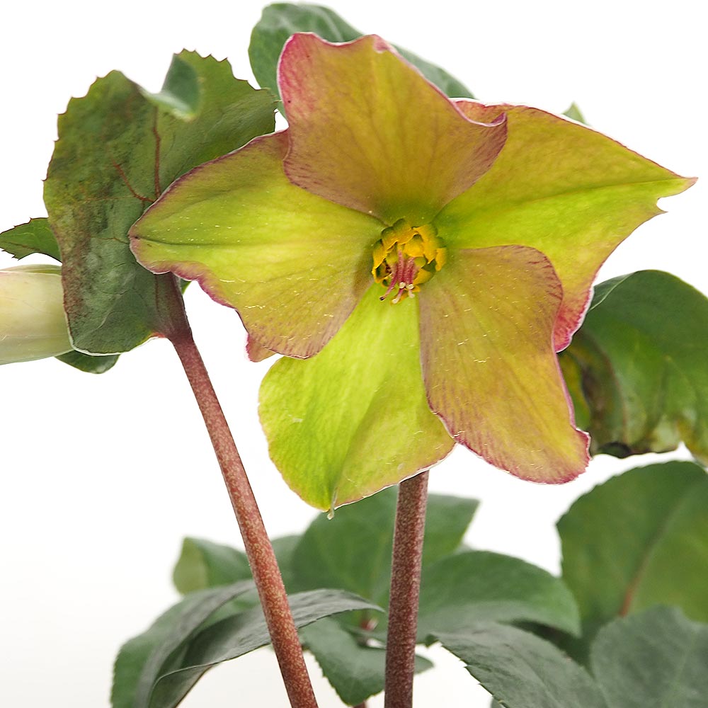 クリスマスローズ 氷の薔薇ロサード 【花苗 5号／1個売り】