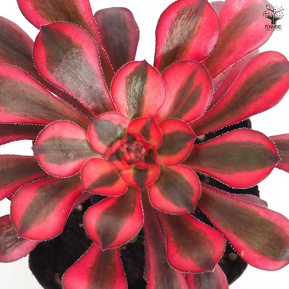 アエオニウム シャネル 【多肉植物 3～3.5号】｜ 【植物のITANSE