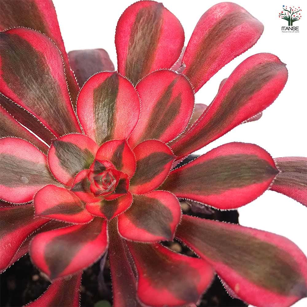 アエオニウム シャネル 【多肉植物 3～3.5号】｜ 【植物のITANSE