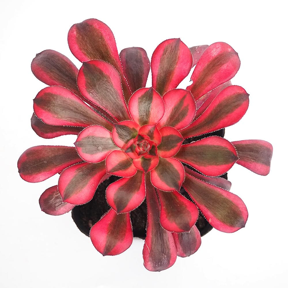 アエオニウム シャネル 【多肉植物 3～3.5号】｜ 【植物のITANSE