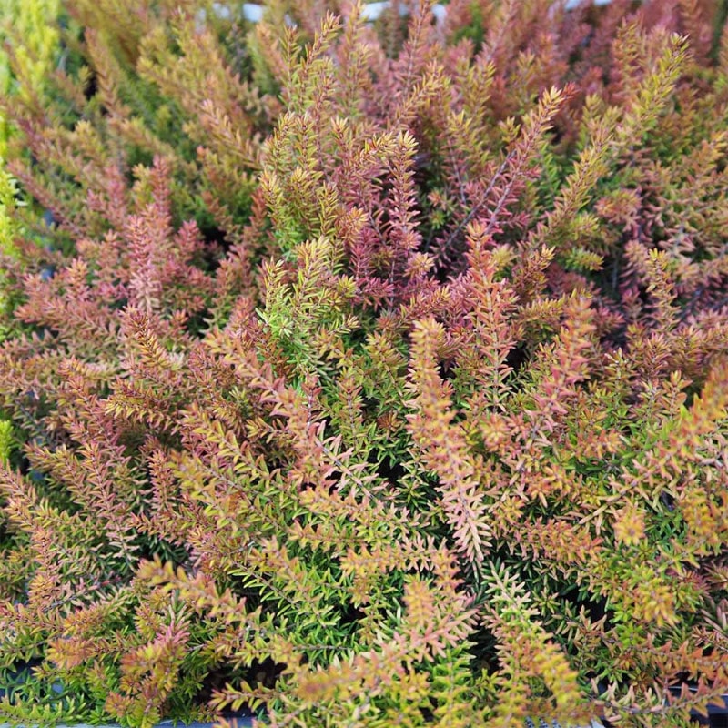 ユッカ ロストラータ サファイアスカイズ 【観葉植物 5号／1個売り