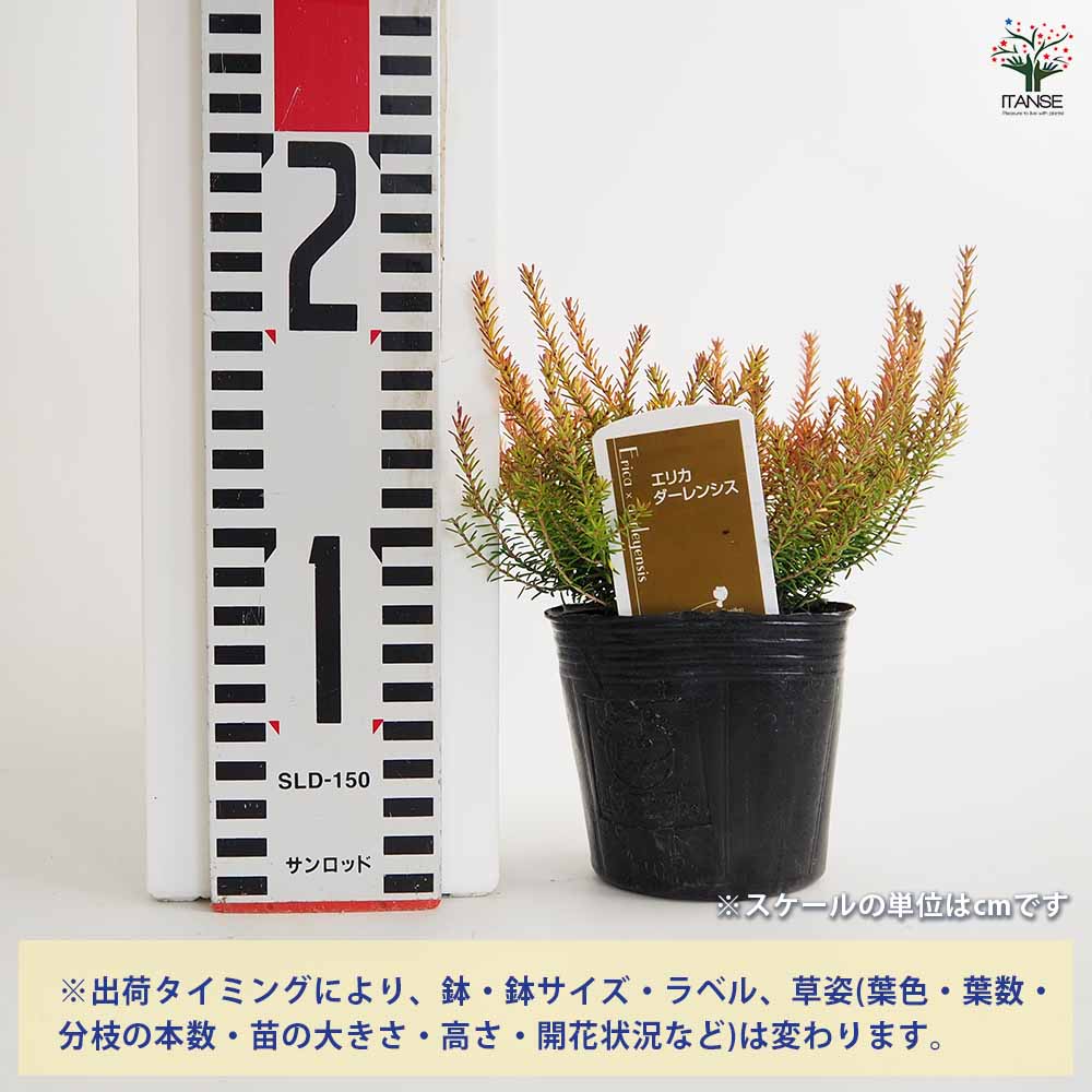 エリカ ダーレンシス スティネケ 【花木苗 3号】｜ 【植物の