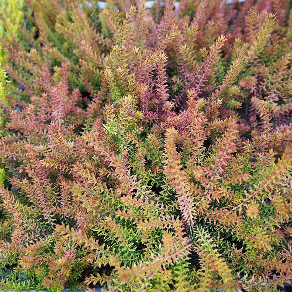 エリカ ダーレンシス スティネケ 【花木苗 3号】