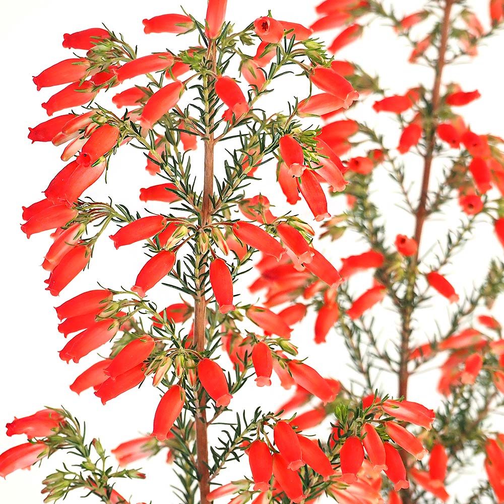 エリカ ウインターファイヤー 【花木苗 3.5号】