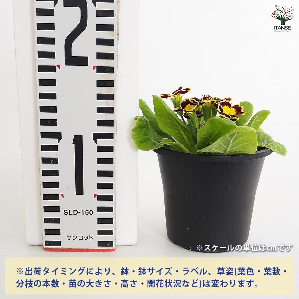 プリムラ ジュリアン ビクトリアーナ2個～ 【花苗 3.5号】｜ 【植物の