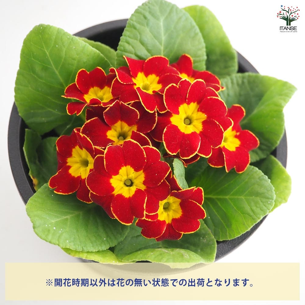 プリムラ ジュリアン ビクトリアーナ2個～ 【花苗 3.5号】｜ 【植物の