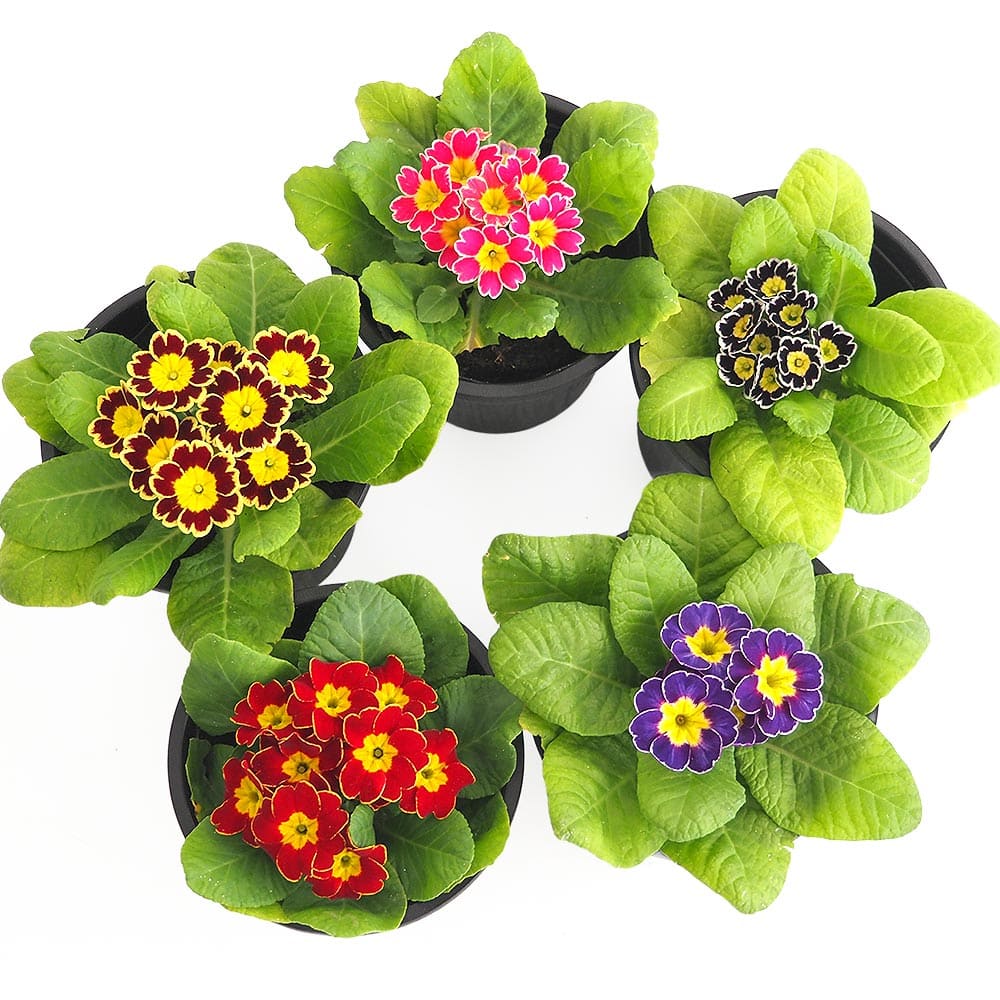 プリムラ ジュリアン ビクトリアーナ2個～ 【花苗 3.5号】