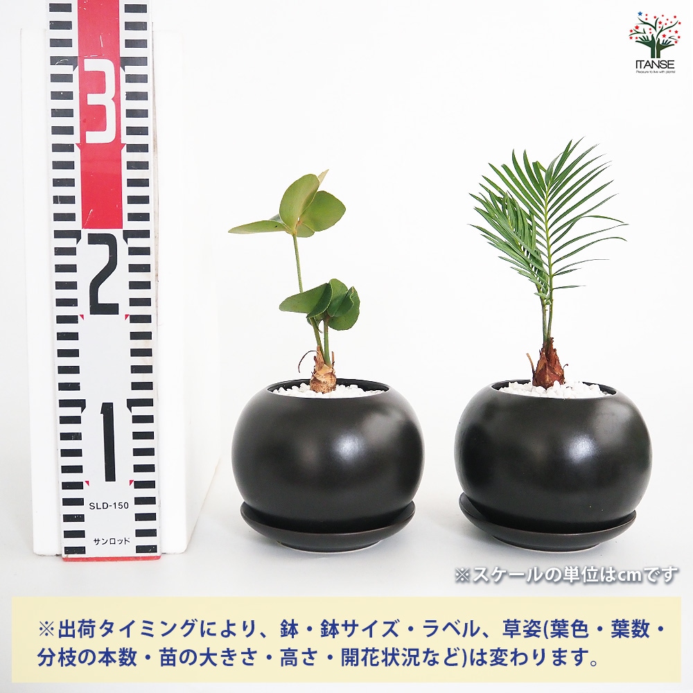 しあわせ観葉見計らい 陶器鉢「輝き」 【観葉植物 】｜ 【植物の