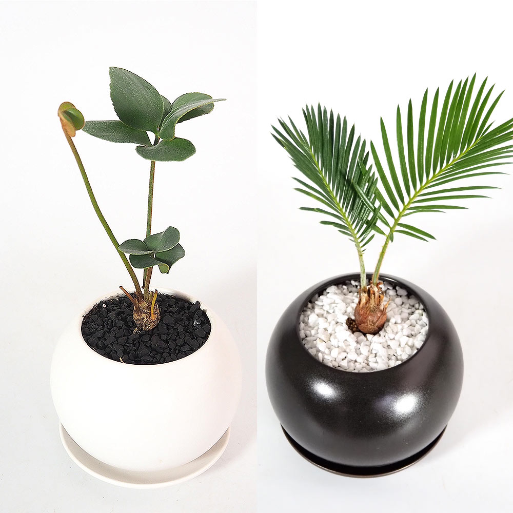 しあわせ観葉見計らい 陶器鉢「輝き」  【観葉植物 】