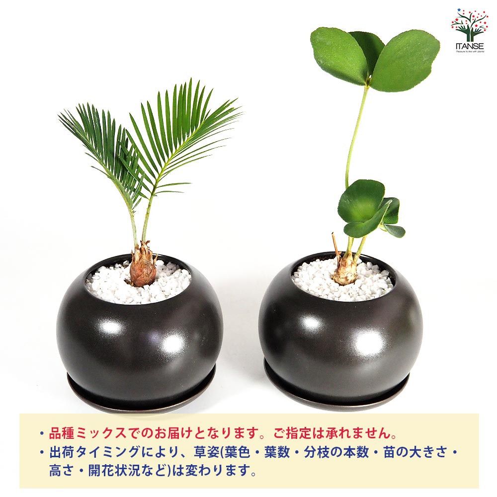 しあわせ観葉見計らい 陶器鉢「輝き」 【観葉植物 】｜ 【植物の